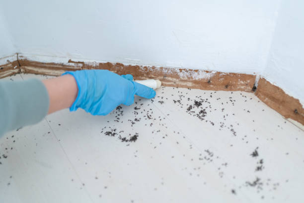 Professional Pest Control in Sabina, OH